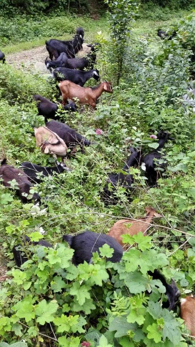 太行山生态放养    户外生存内蒙黑山羊