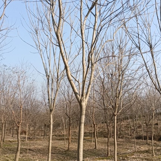长兴县无患子