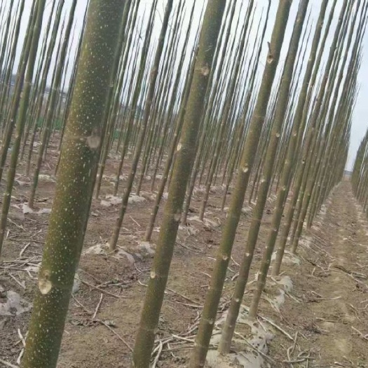 商丘泡桐，四倍体泡桐，紫花泡桐，9501/9502，脱毒泡桐，根