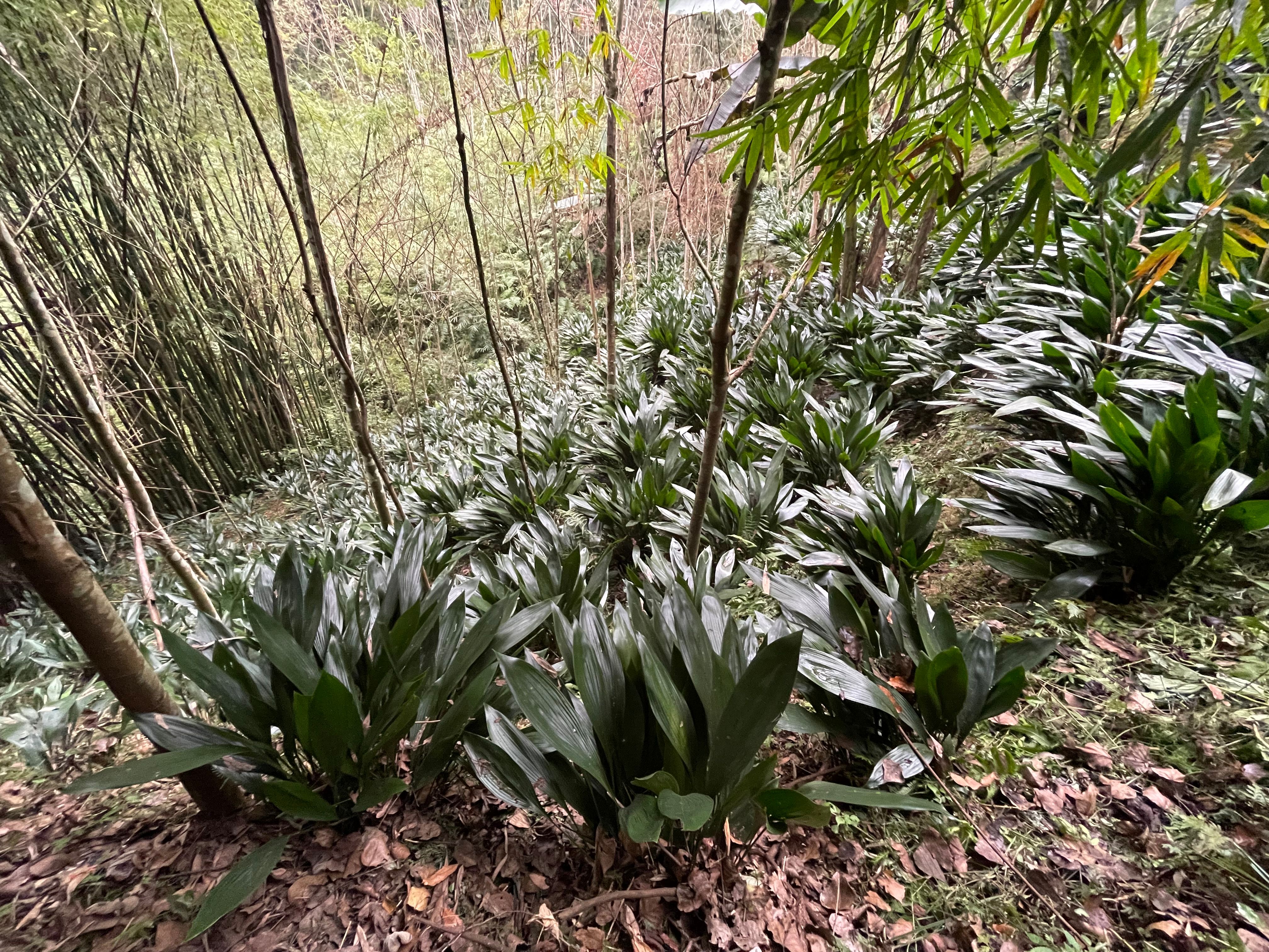 四川省宝兴县粽叶