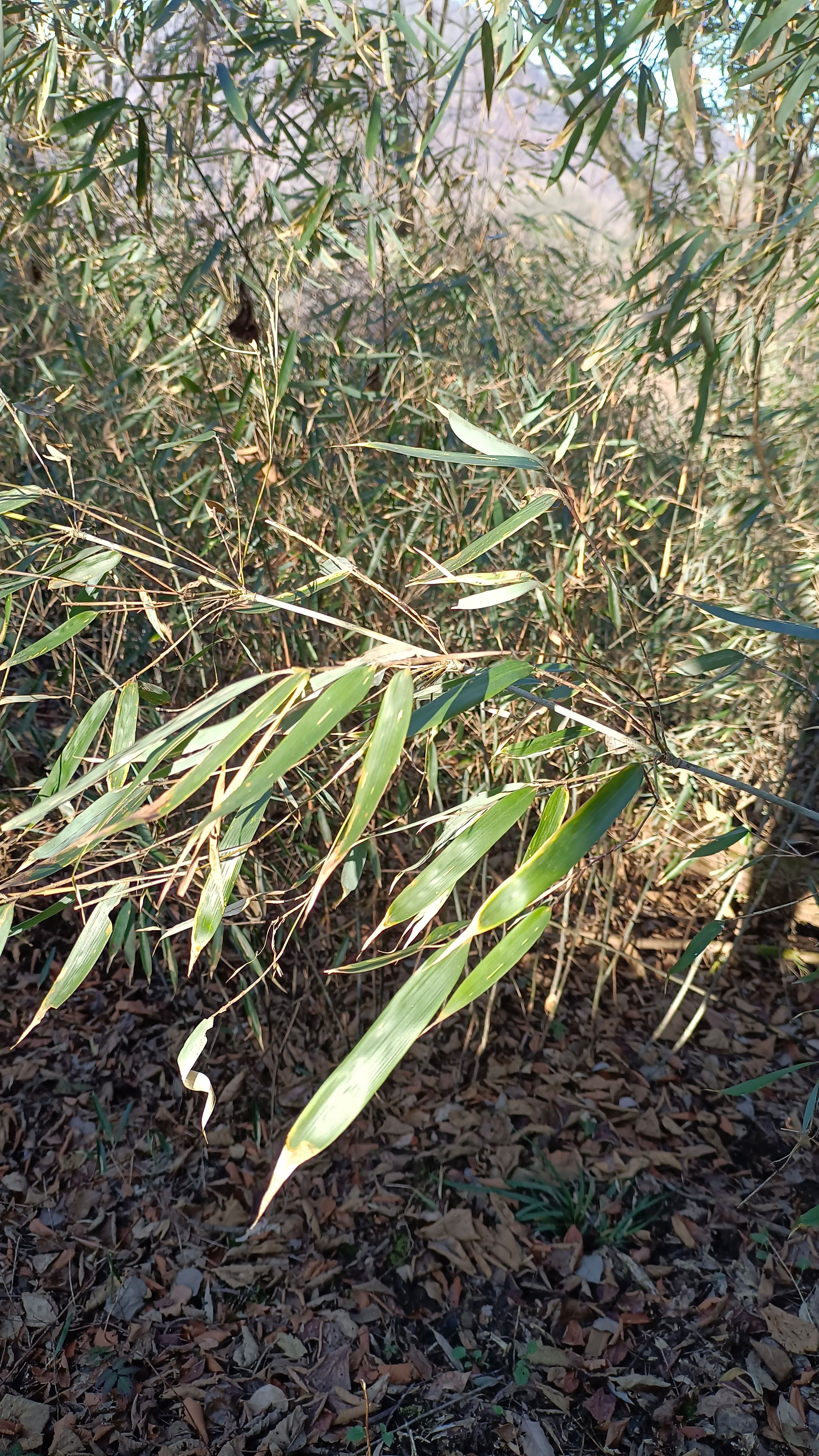 松花竹，剑竹，街道扫帚用竹。