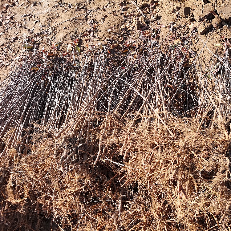 山荆子苗 辽宁山丁子树苗 东北嫁接苹果树苗 绿化工程用