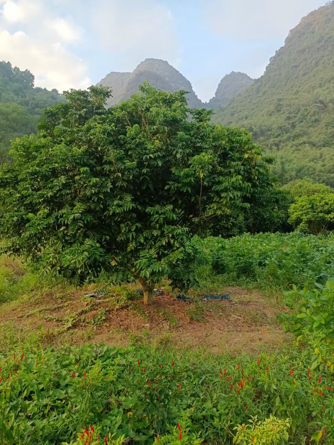 黑黄皮果苗 黄皮果树