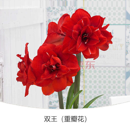 青州市重瓣朱瑾 优质朱顶红双王樱桃舞后双龙国王美味等