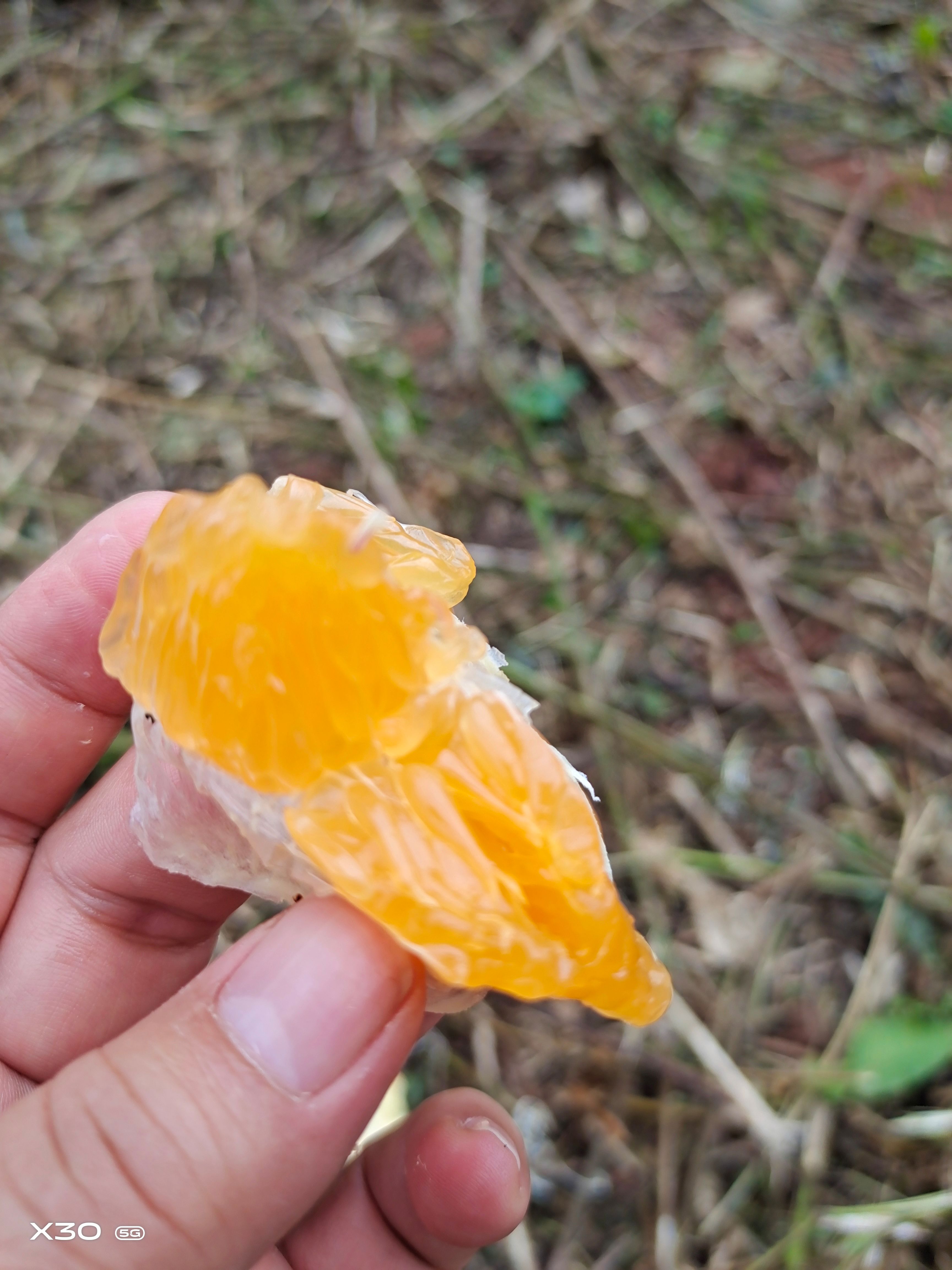  无籽沃柑