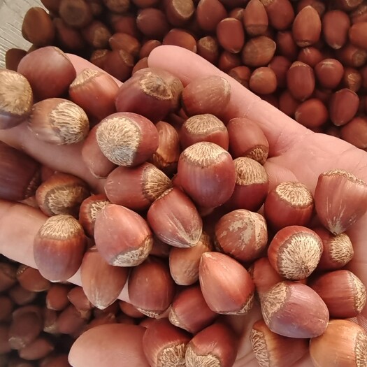 辉南县 新炒大榛子批发零售 质量好价格低