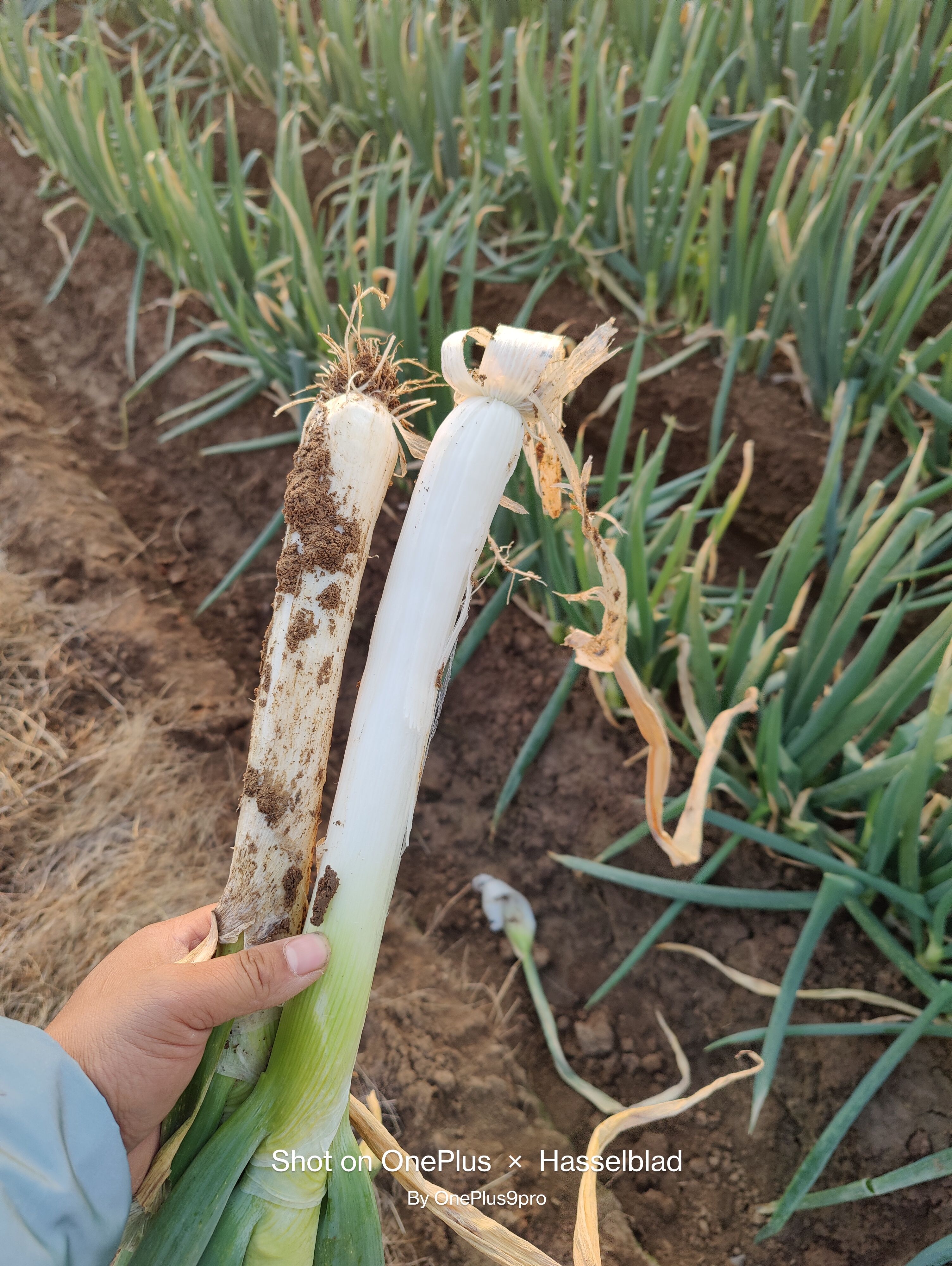 本地刚葱大量供应！粗度二公分以上铁杆大葱