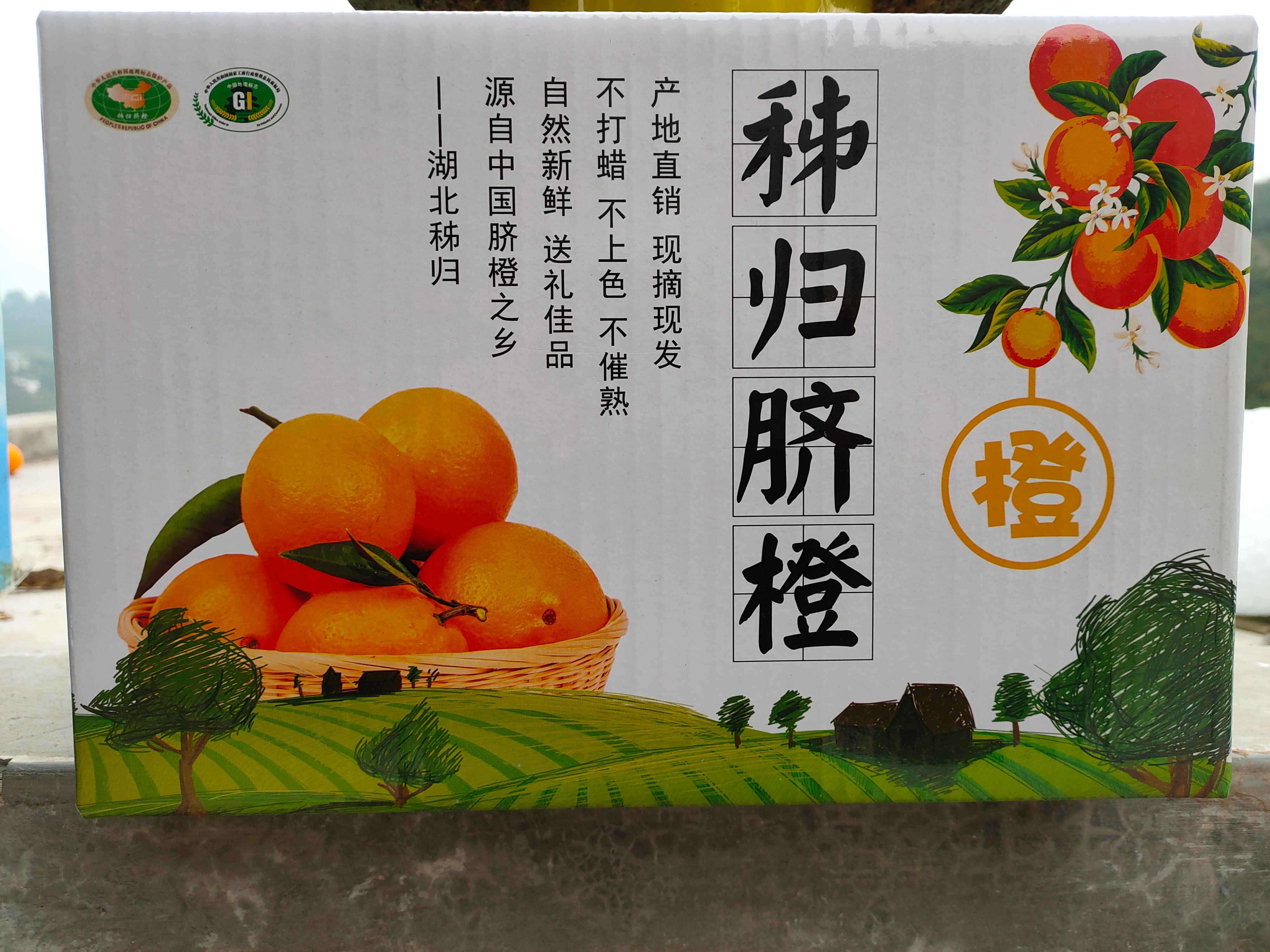 九月红脐橙 秭归九月红5斤装