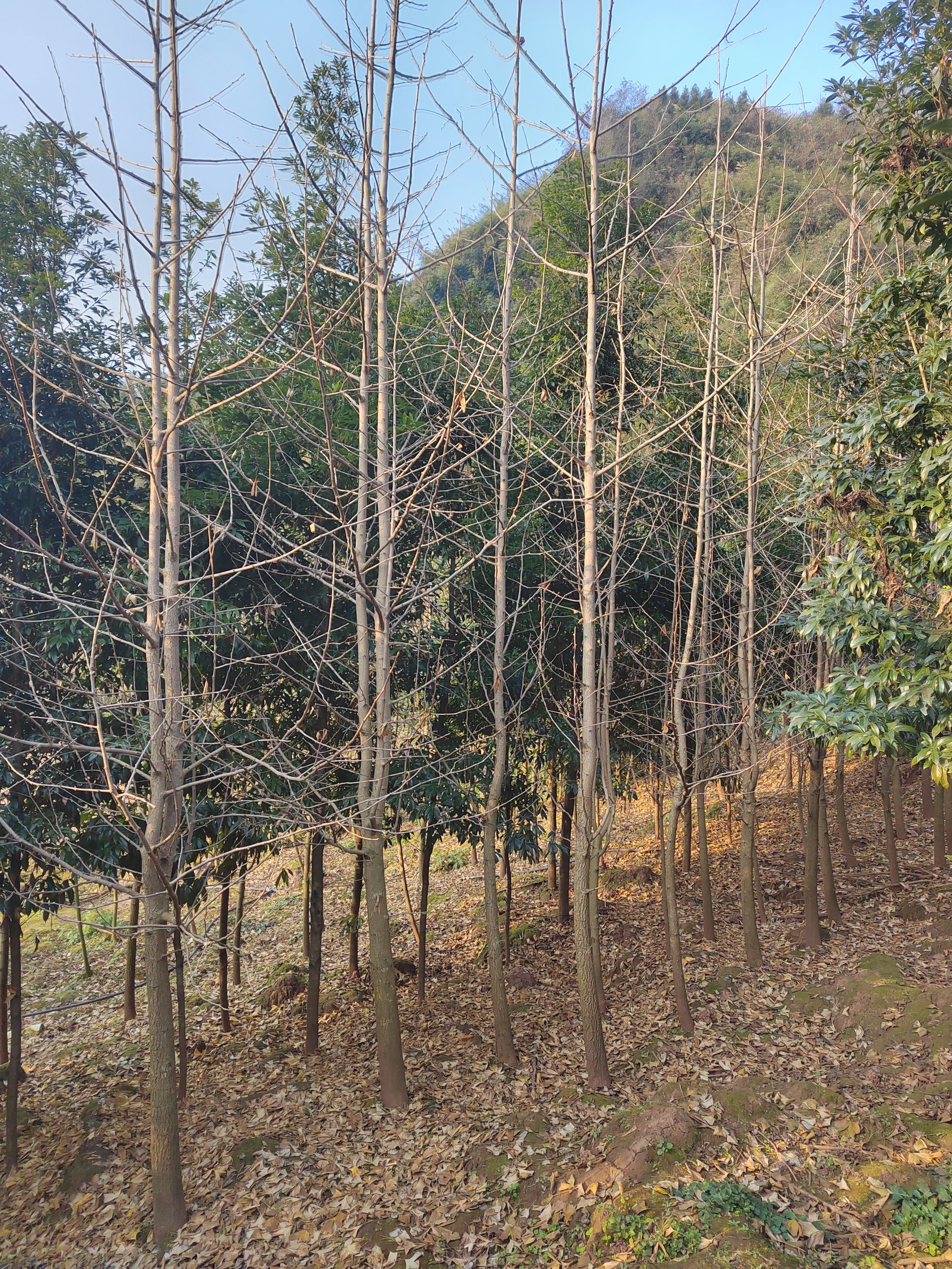 银杏树 银杏4公分6公分8公分10公分