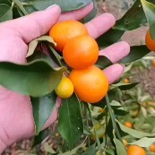 阳朔县油皮金桔 桂林特产，阳朔金桔