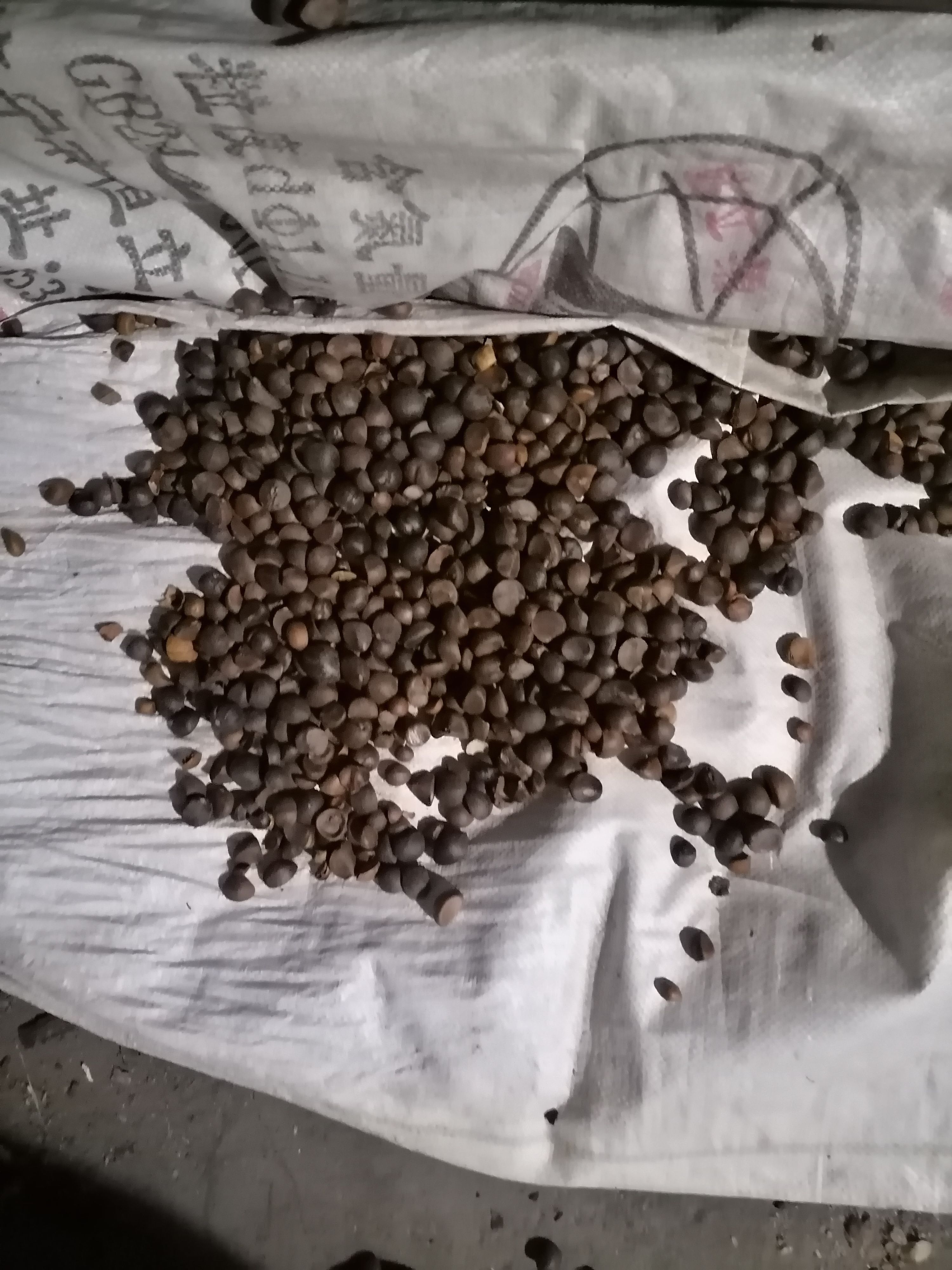 小茶籽