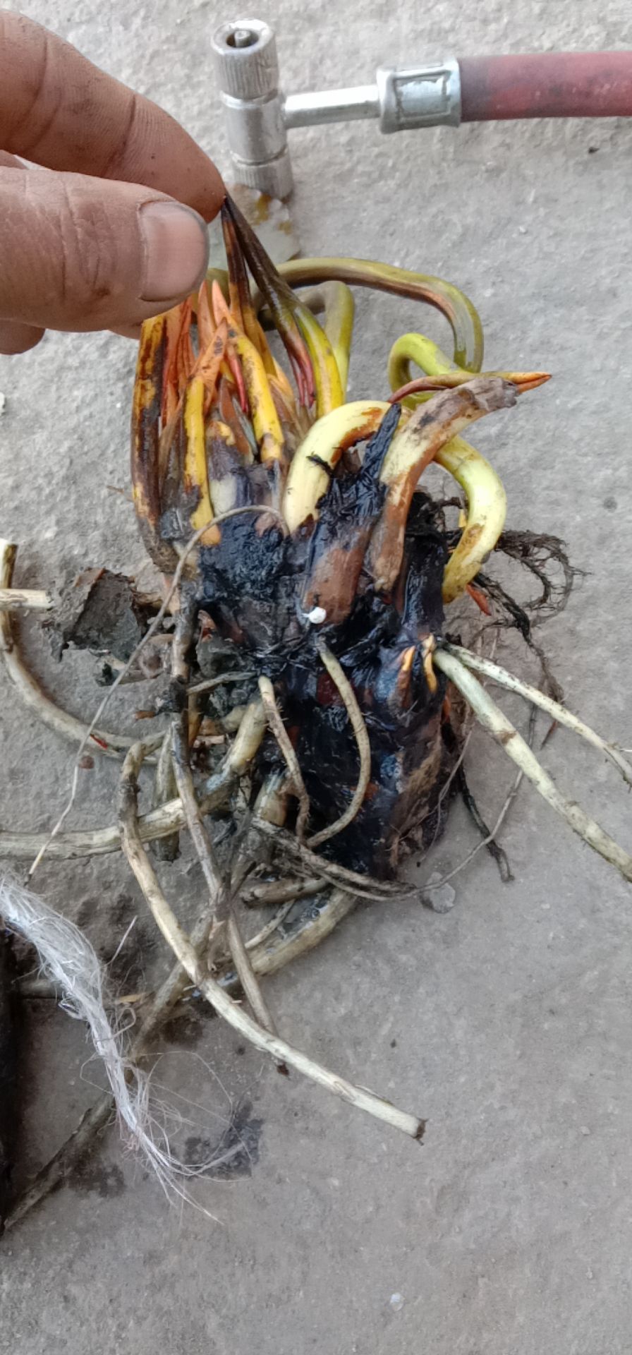 睡莲