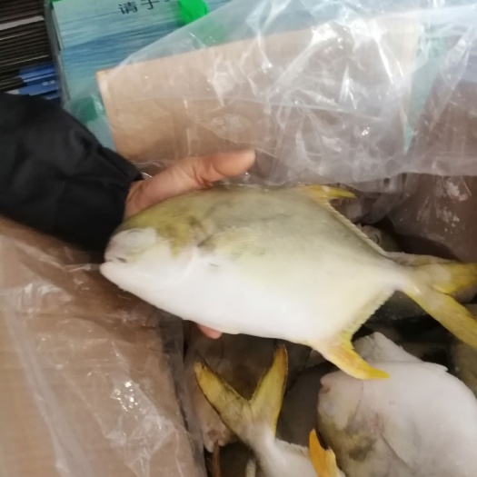 金鲳鱼 北海金昌鱼《大小配》