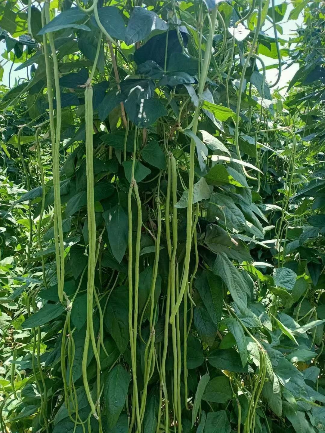 鄭州青條豆角種條長80到90公分