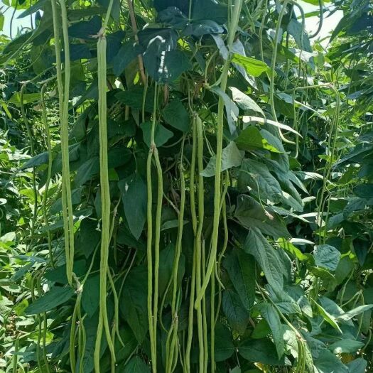 郑州青条豆角种子条长80到90公分颜色绿白籽