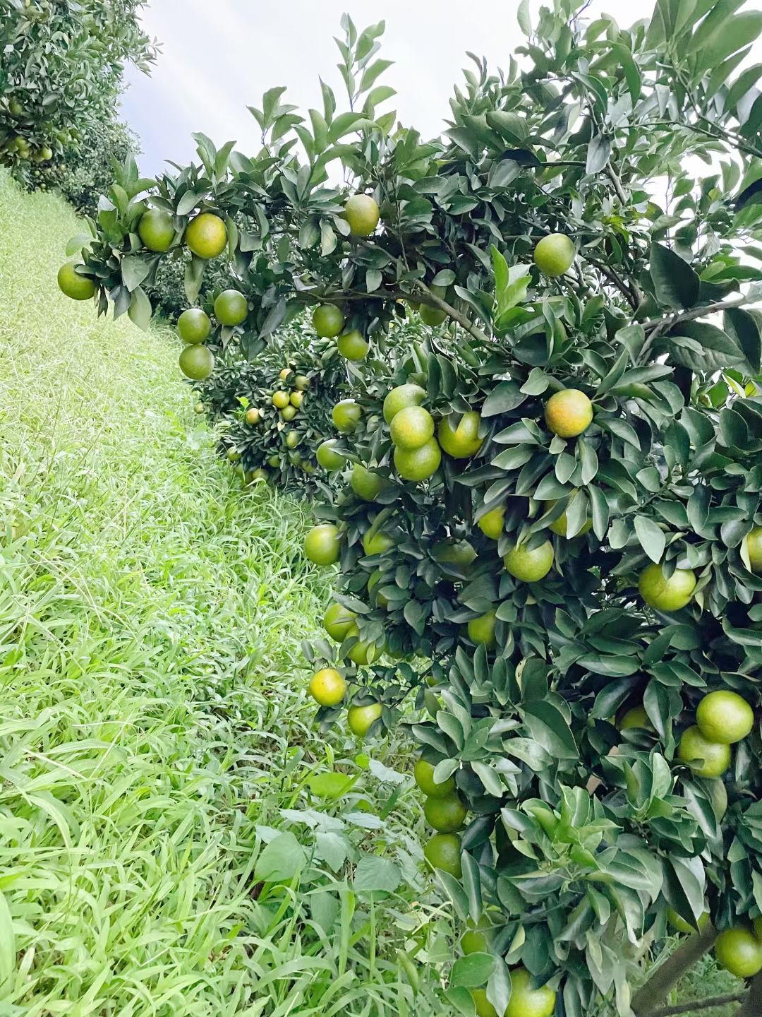 海南琼中绿橙果园皮薄多汁现摘现发