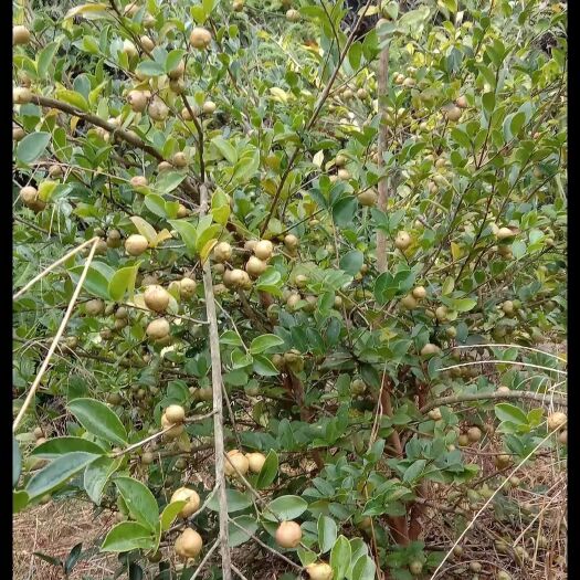 清流县山茶油 茶油