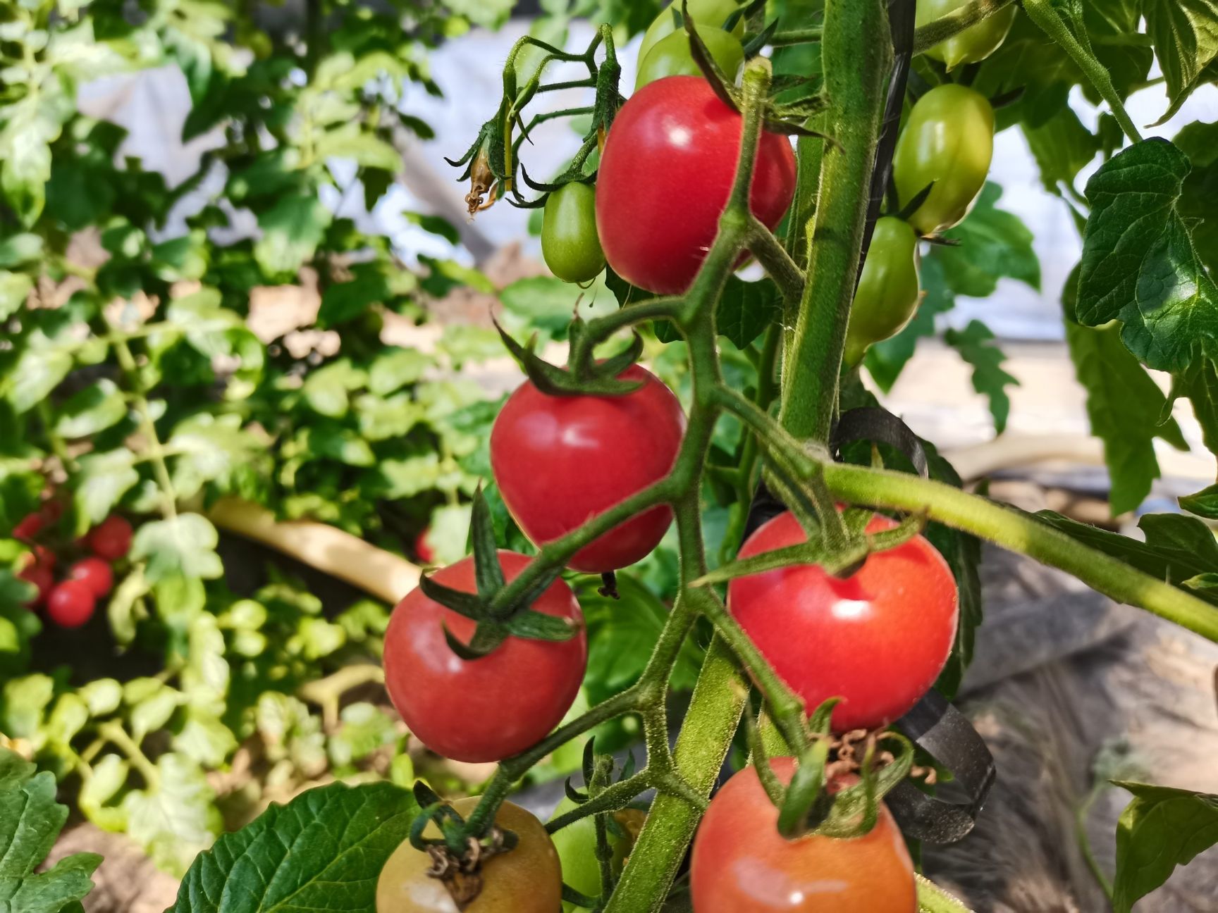 千禧圣女果  山东聊城 现摘现发  各种品种齐全