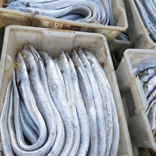 北海船冻黄边带一斤重以上规格，货源充足、价格实惠