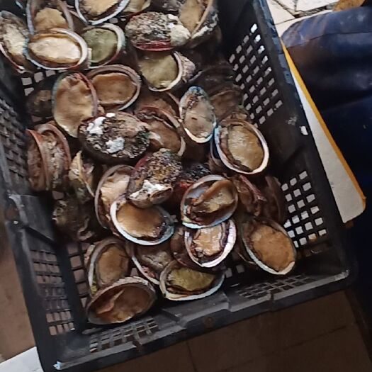 深圳鲍鱼 各类海产品批发零售