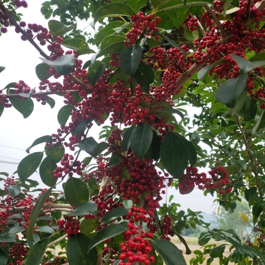 广州铁冬青，万紫千红，龙胆树