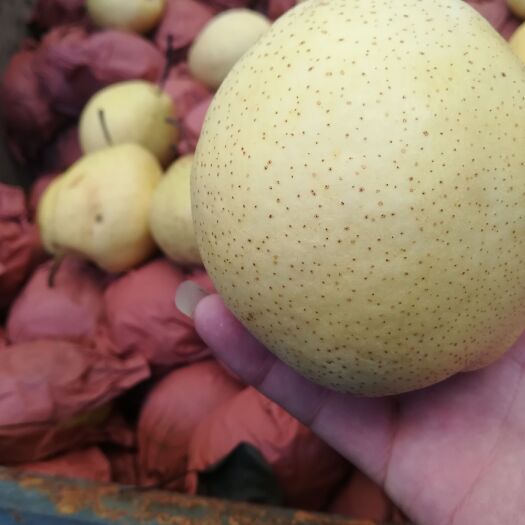 赵县 精品纸袋雪花梨