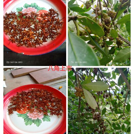 上犹县干枝八角 干术支八角