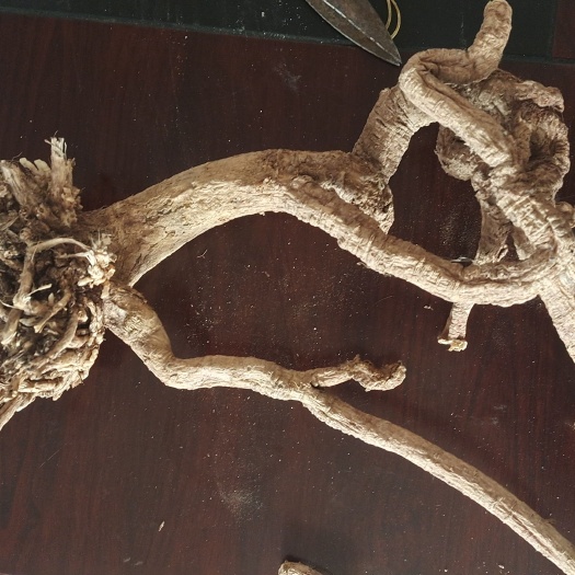 黑皮芪 纯Y生老黄芪！