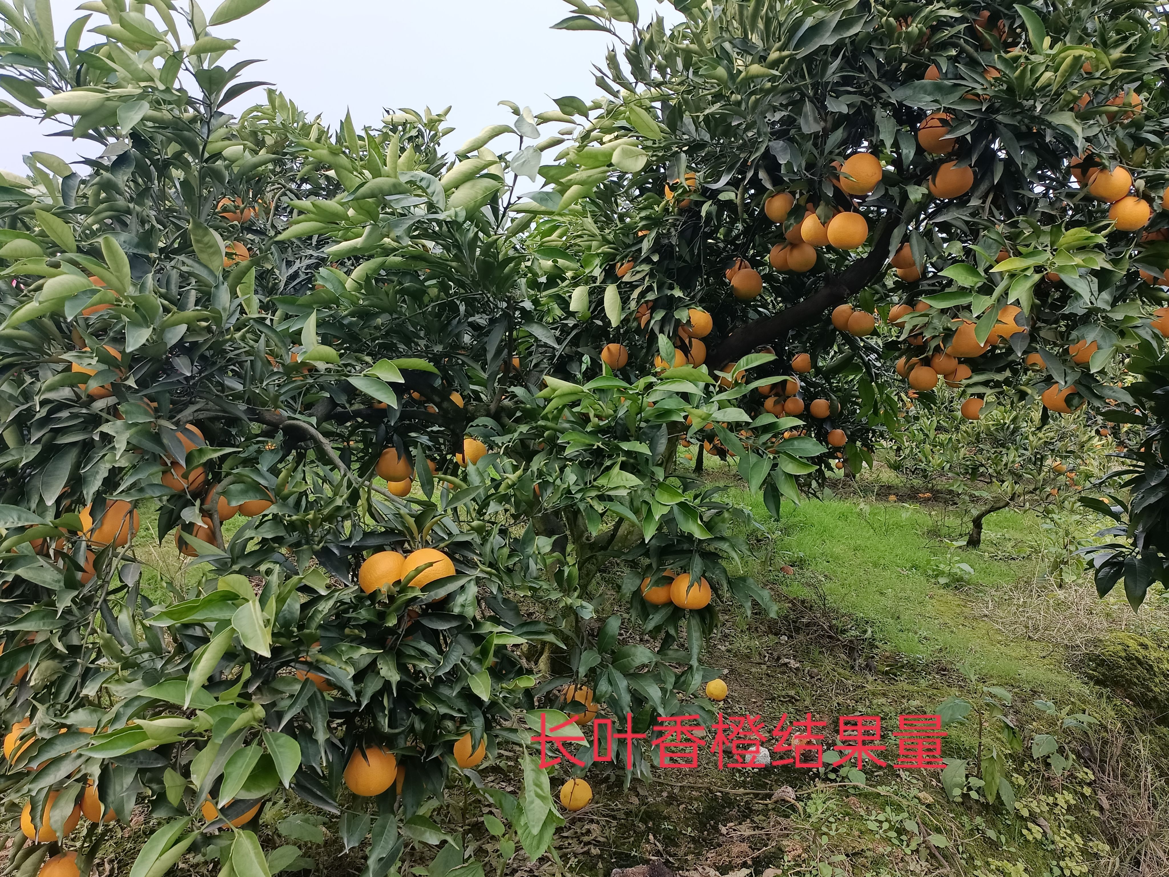 橙子 长叶香橙细腻，化渣，口感很好