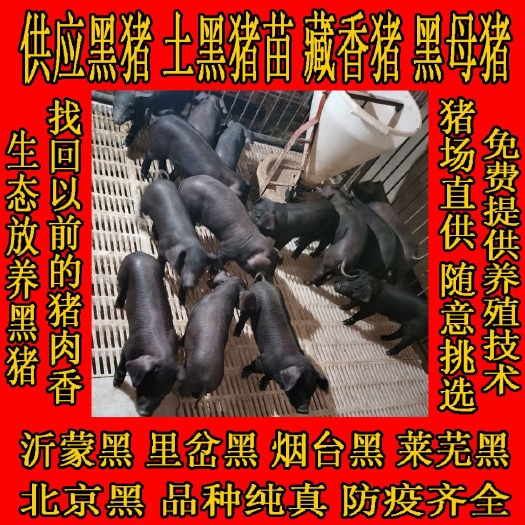 黑猪苗  沂蒙黑，里岔黑，烟台黑，北京黑，疫苗齐全猪场直供