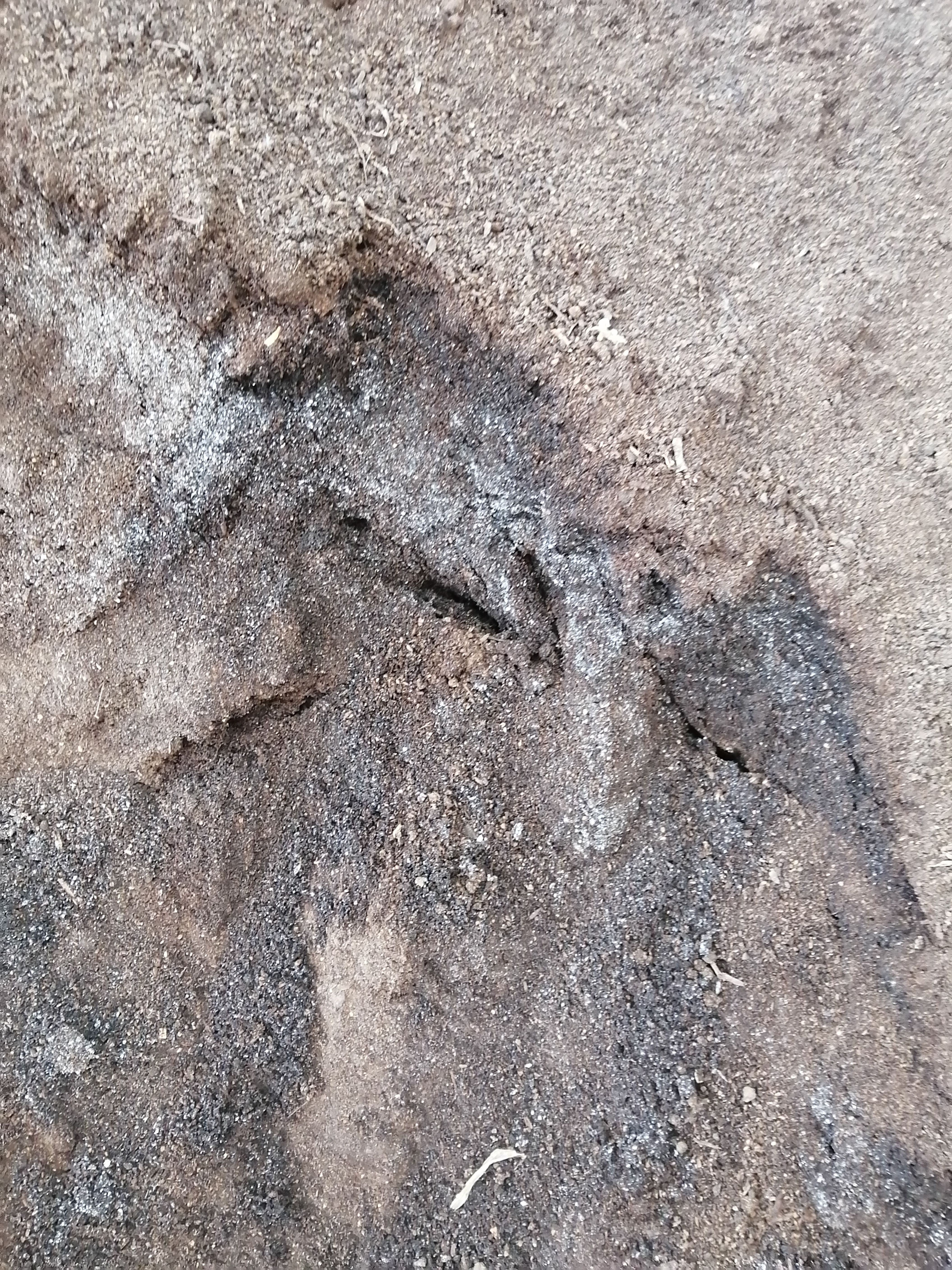 鸡粪有机肥，是种水果，菌类的。可以袋装，可以散装，