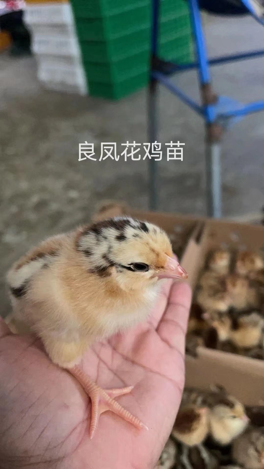 良凤花鸡苗 良凤鸡苗 质量保证 诚信经营