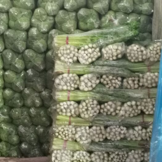 邯郸包菜 河北省邯郸市丛台区 2.0~2.5斤 