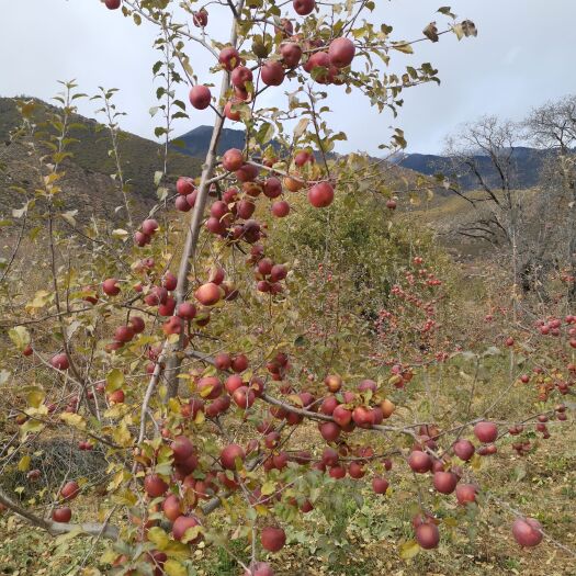 林芝红富士苹果 林芝糖心苹果