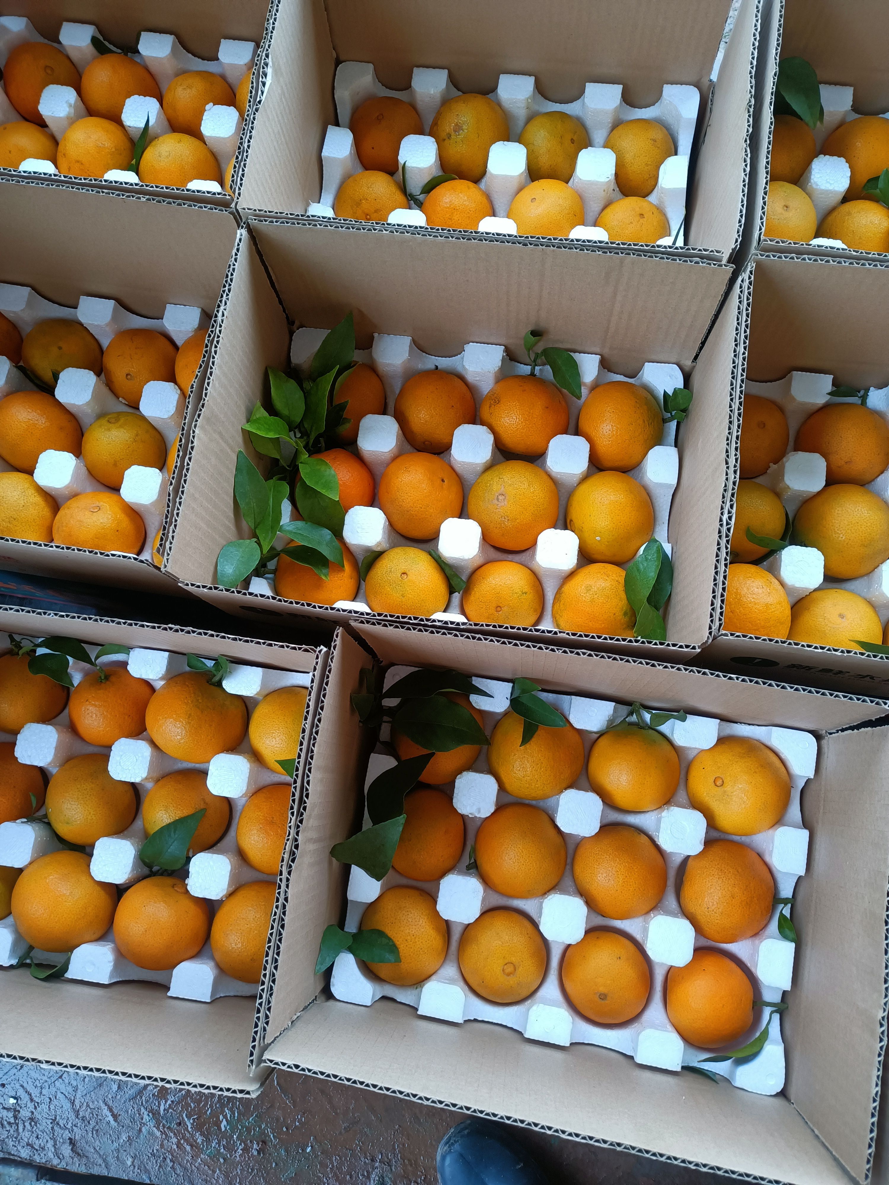 耙耙柑自然成熟了，种植户直销，批发、零售、代卖、带货、电商