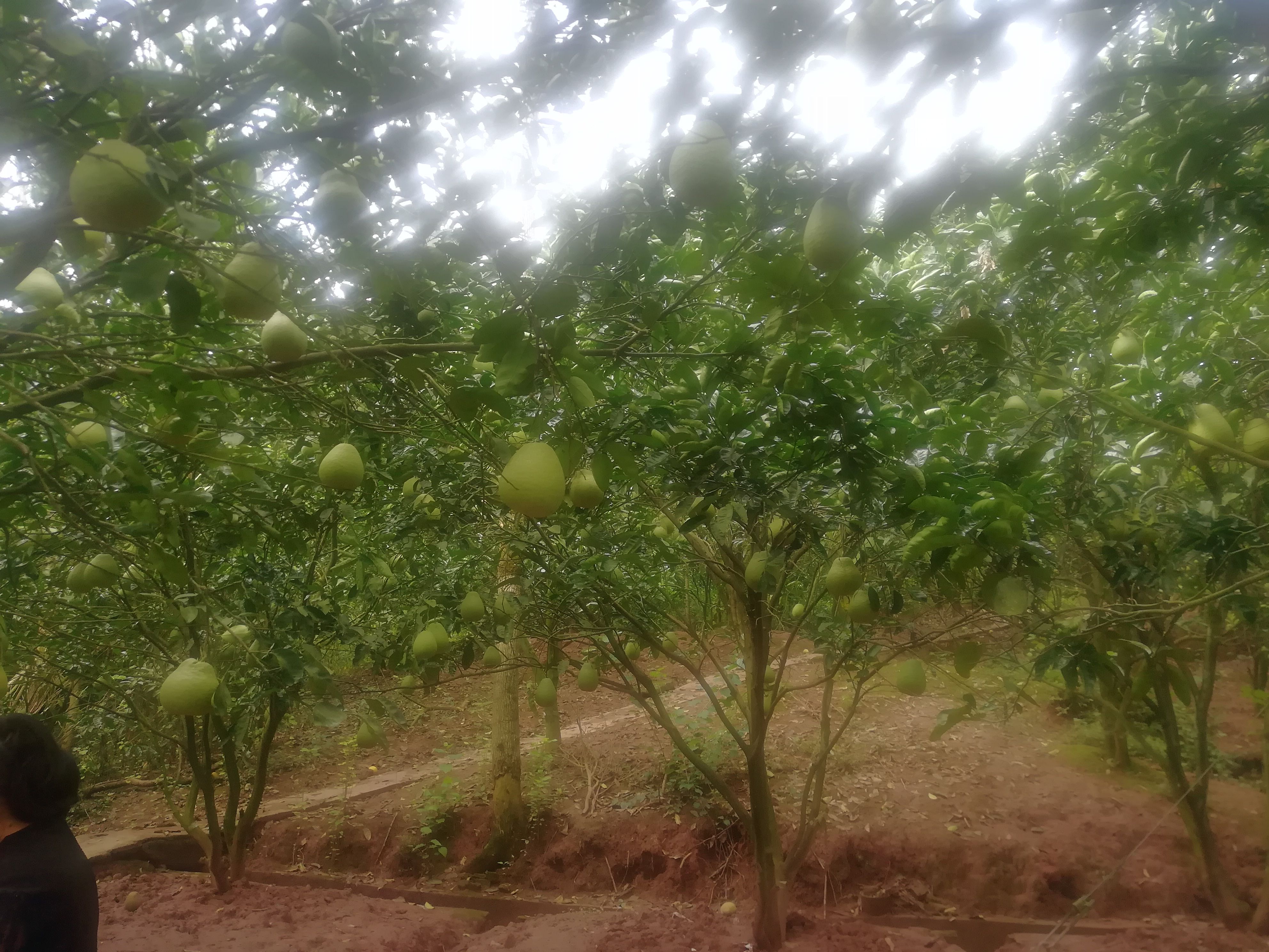 红心柚四川省广安龙安乡广安龙安柚 红心柚 柚子