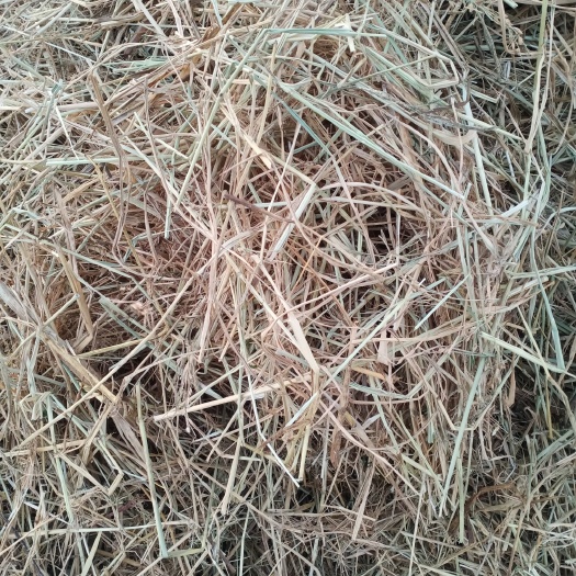济宁 稻草铡段无土无膜，白干净！