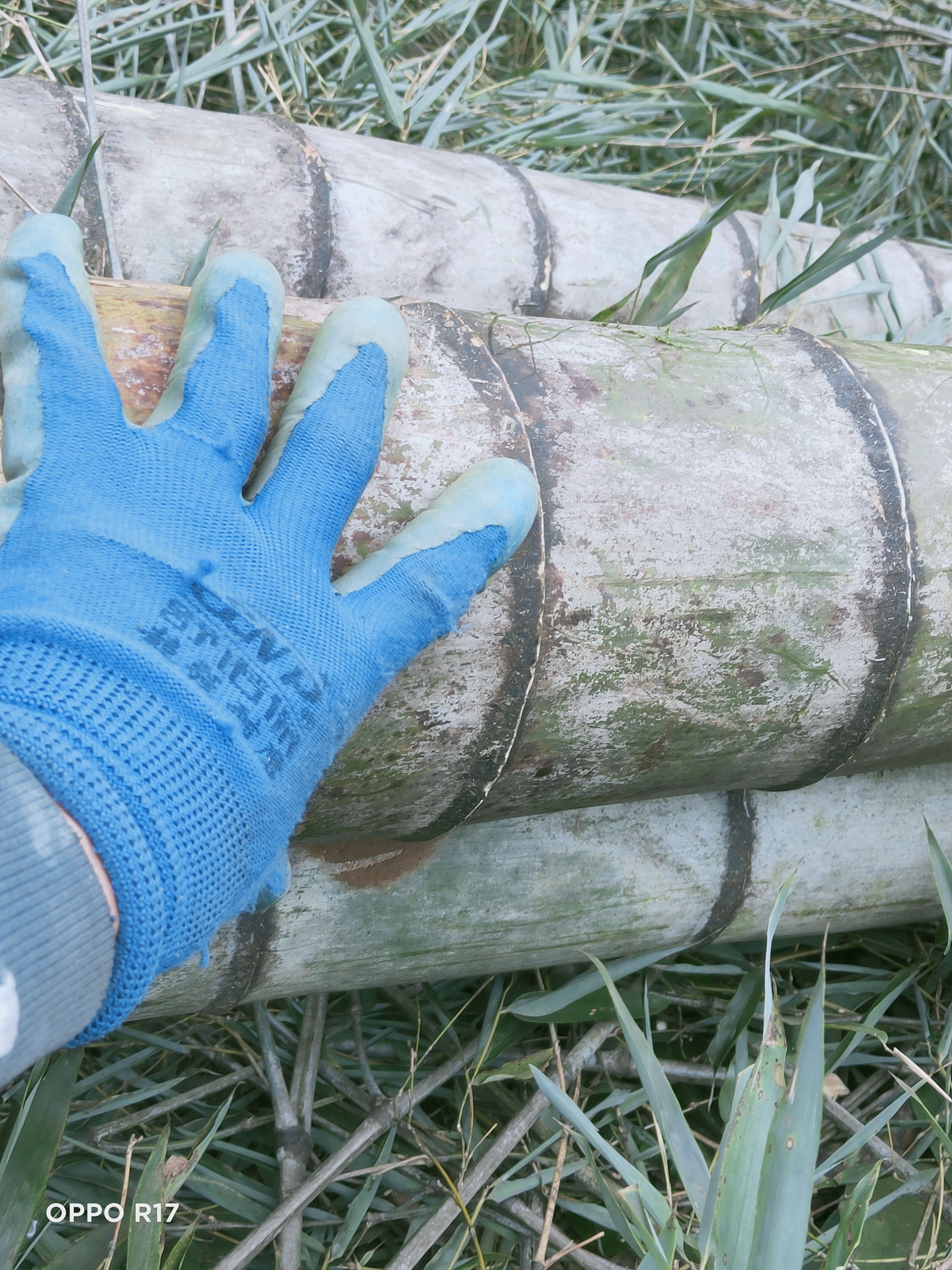 楠竹  五年以上老毛竹、