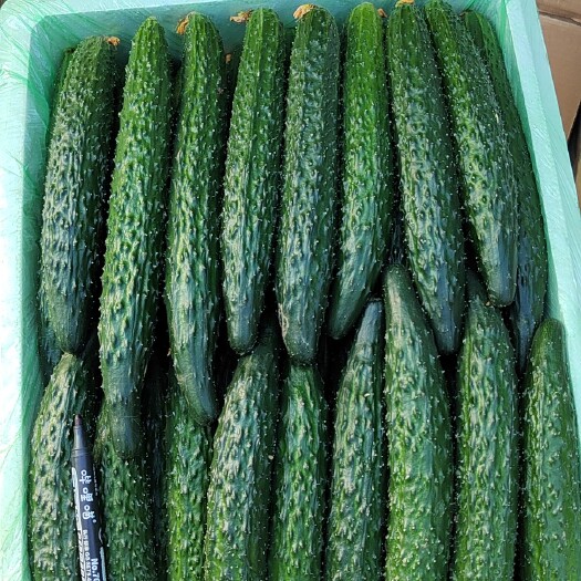盘山县 黄瓜