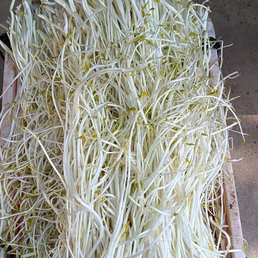 庐江县庐江芹芽菜