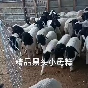 绵羊 黑头杜波