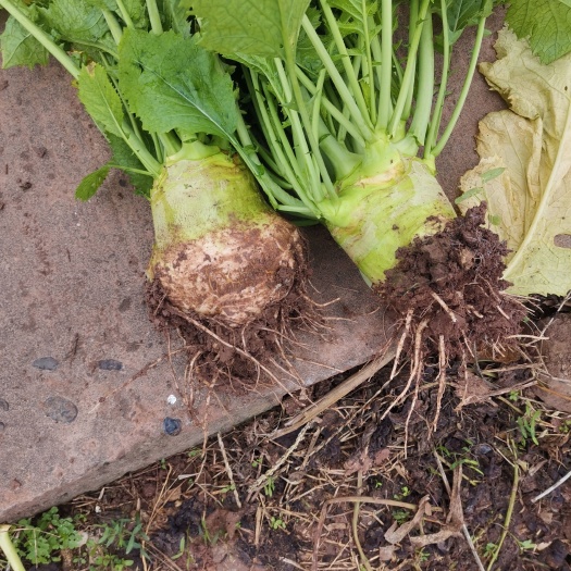 金堂县盘菜 大头菜