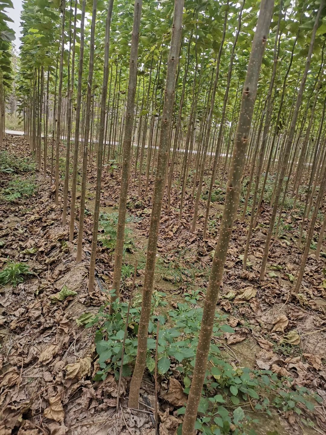  楸树，杆直，抗寒，易活