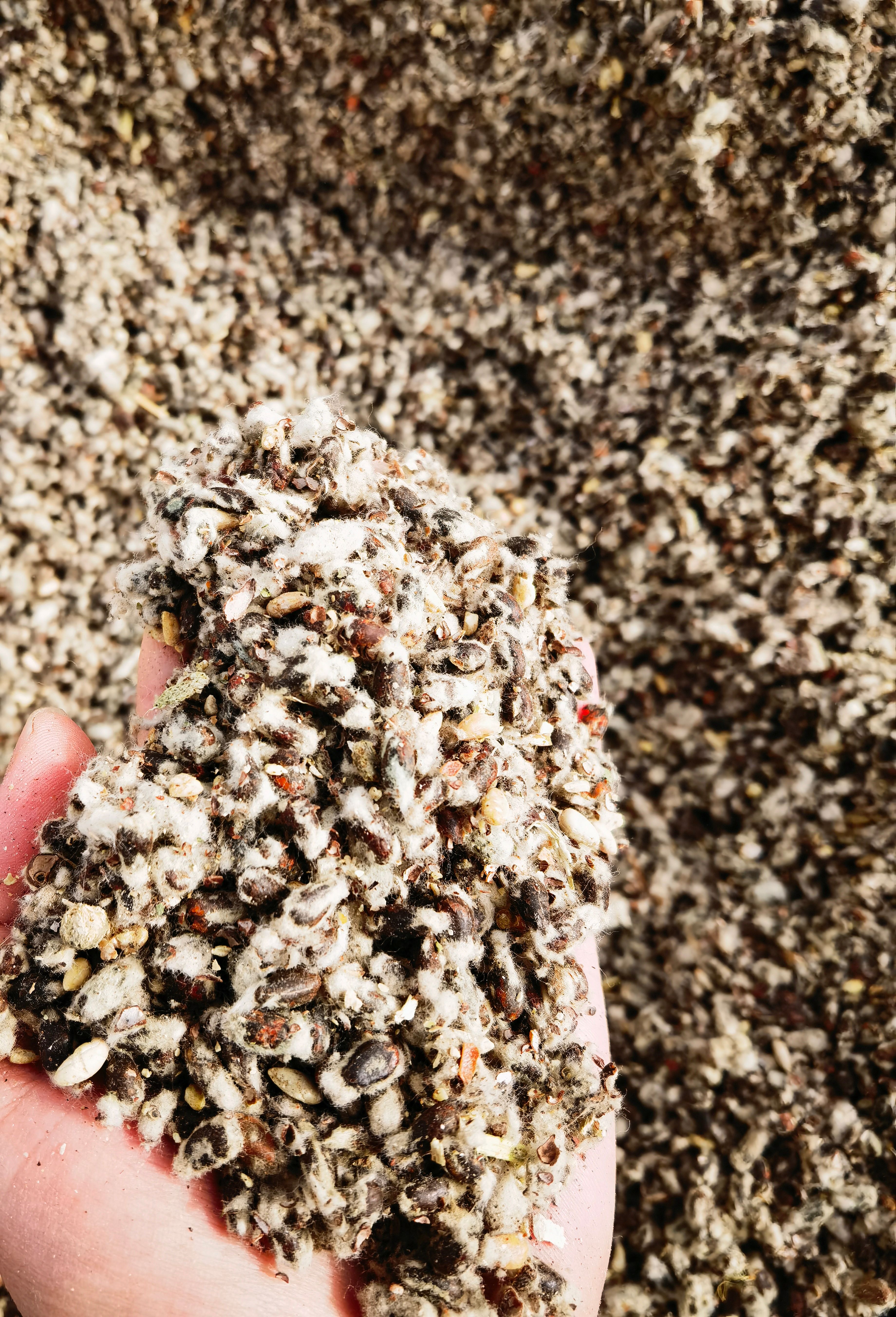 棉籽 出库尔勒光籽，有需要的联系