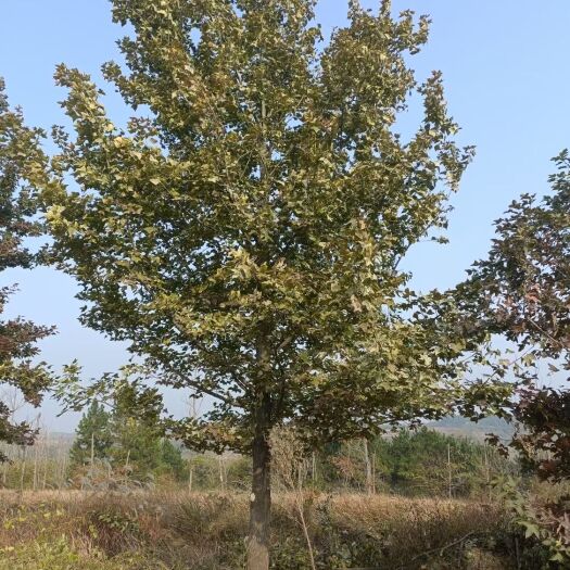 南京北美枫香 枫香价格，枫香基地，枫香产地，精品枫香