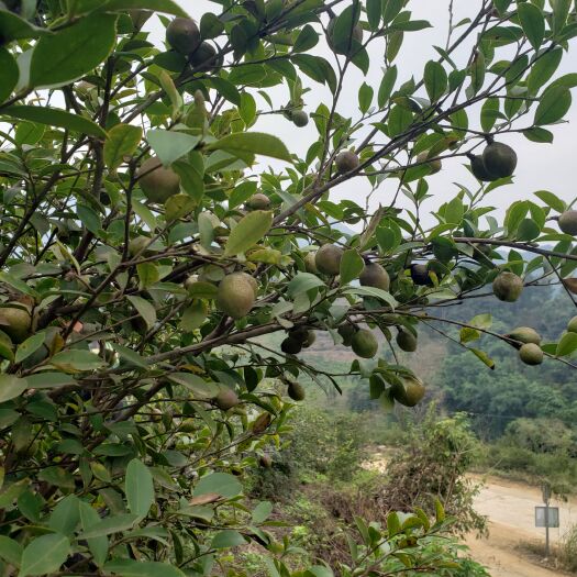 田林县山茶油 自家茶果园