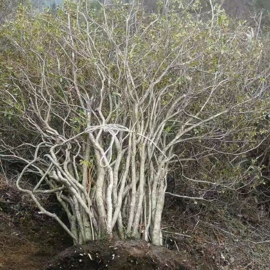 贵定县杜鹃 大量出售映山红桩兜