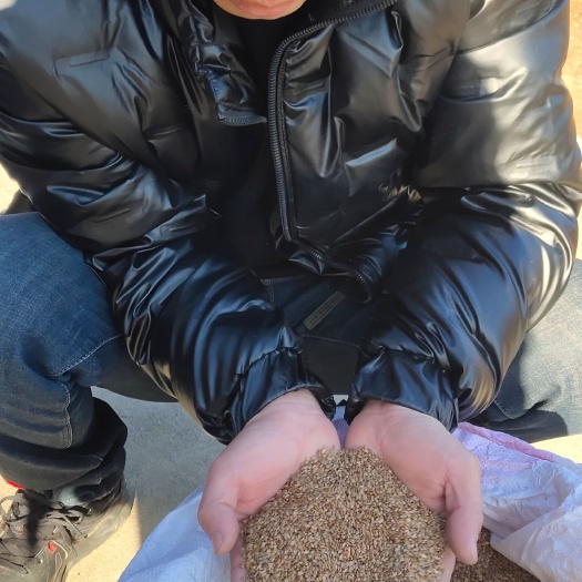苹果种子 山丁籽