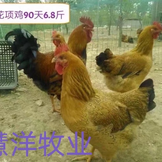 南宁良凤花鸡苗 良凤鸡苗 质量保证 诚信经营