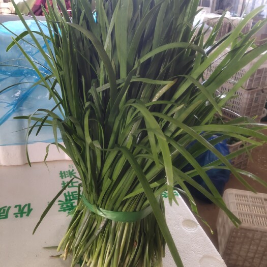 盐城大叶韭菜   云南露天头茬精品韭菜，大量供应！低价低价保证质量。